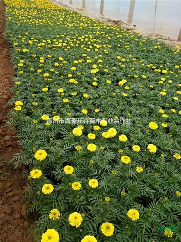 一串紅，矮牽牛，萬壽菊，孔雀草，雞冠花，彩葉草，夏槿，鳳仙