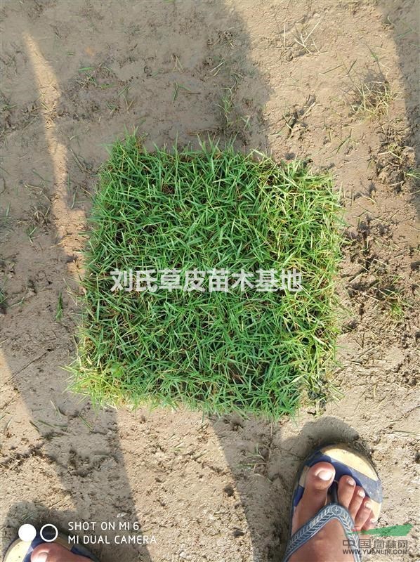 綠化馬尼拉草皮