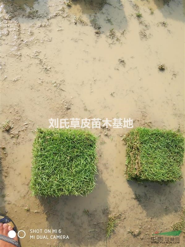 綠化馬尼拉草皮
