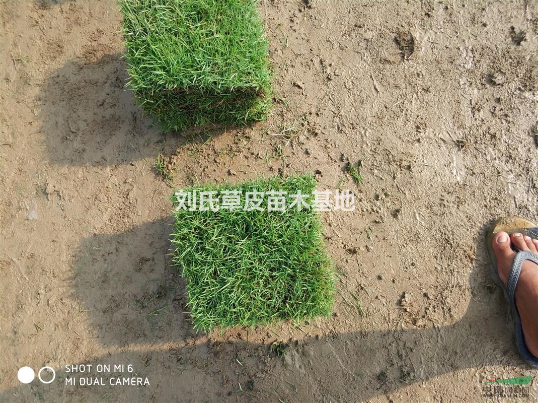 綠化馬尼拉草坪
