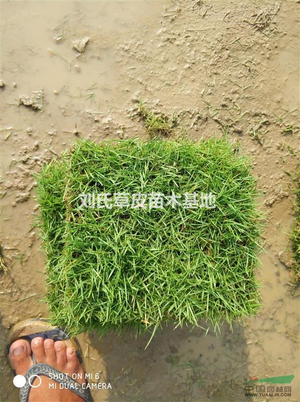 綠化馬尼拉草坪