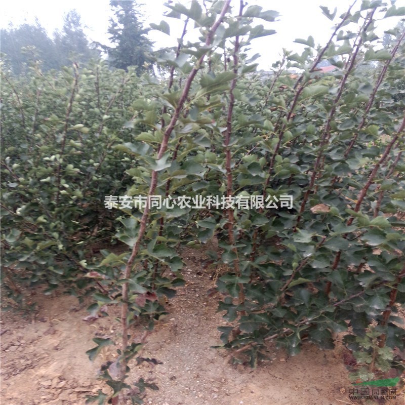 大金星山楂苗價(jià)格 一米高山楂苗多少錢一棵