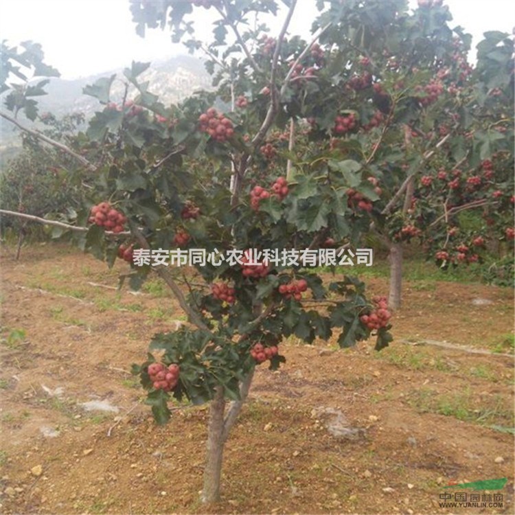 2公分山楂苗基地供應(yīng) 3公分山楂樹苗多少錢