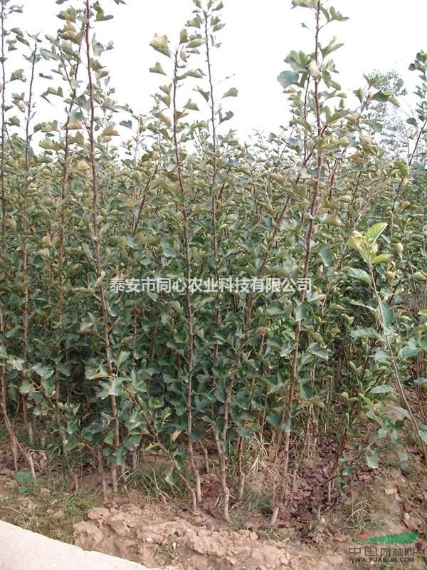 2公分山楂苗基地供應(yīng) 3公分山楂樹苗多少錢