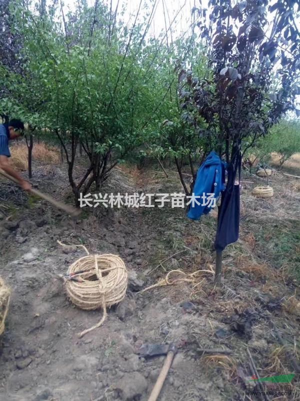 浙江提供8公分红梅