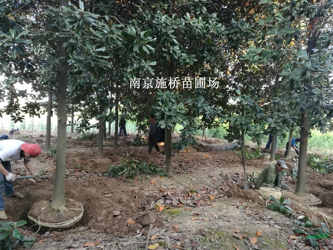 廣玉蘭供應(yīng)：13公分/16公分廣玉蘭報價 廣玉蘭南京價格
