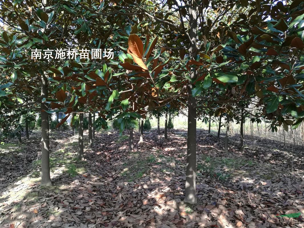 廣玉蘭供應(yīng)：13公分/16公分廣玉蘭報價 廣玉蘭南京價格