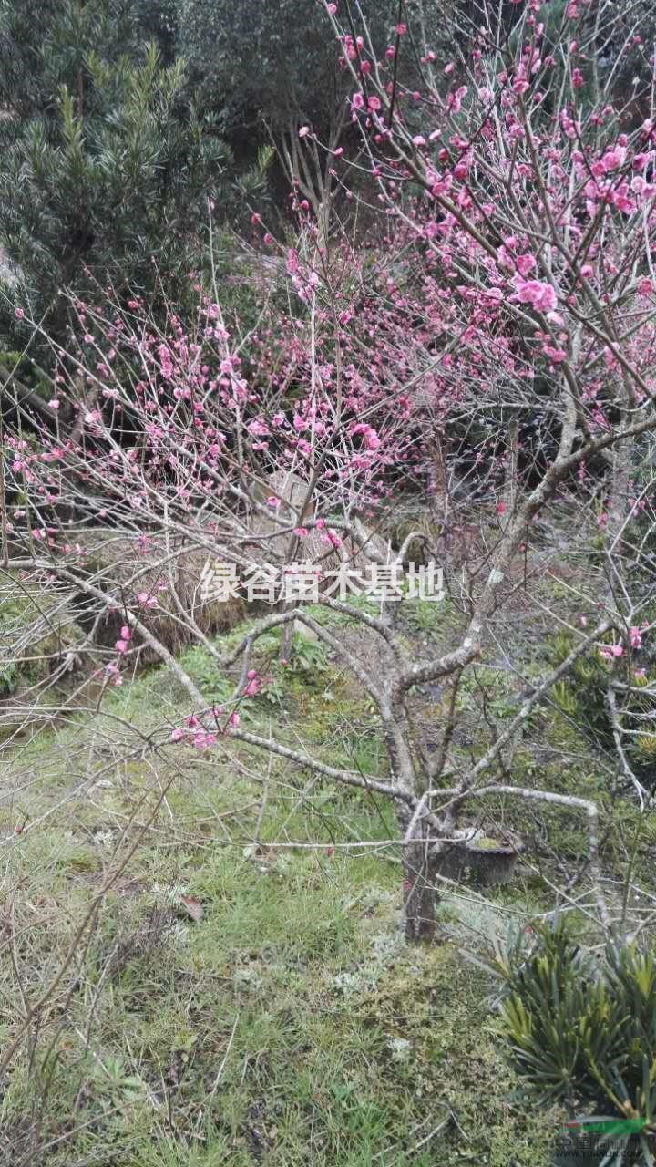 浙江龍泉供應(yīng)大批量規(guī)格優(yōu)質(zhì)大花紅梅