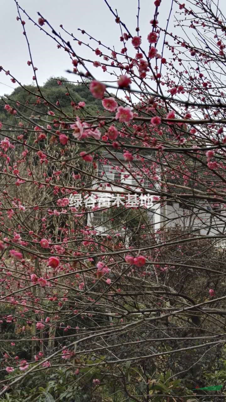 浙江龍泉供應(yīng)大批量規(guī)格優(yōu)質(zhì)大花紅梅