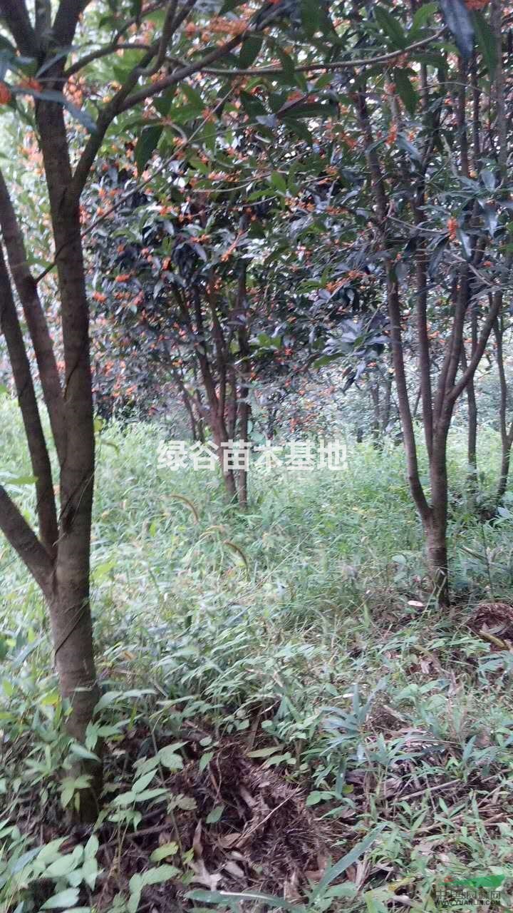 低價(jià)供應(yīng)少批量丹桂 有需要 可聯(lián)系 無中介