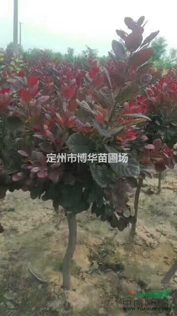 美國紅櫨直銷一手貨源