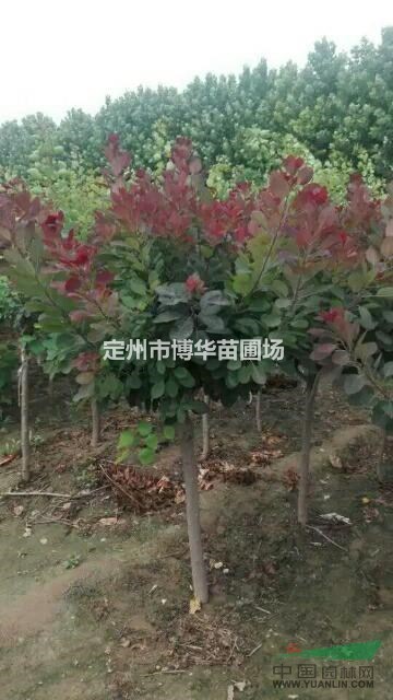 美國紅櫨直銷一手貨源