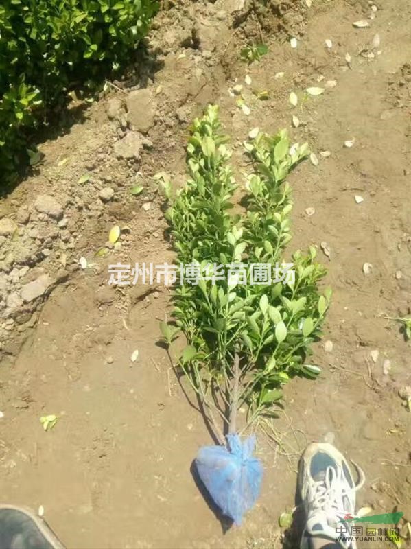 側(cè)柏 側(cè)柏價格 帶盆側(cè)柏 側(cè)柏上車2元