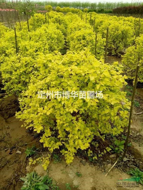 側(cè)柏 側(cè)柏價格 帶盆側(cè)柏 側(cè)柏上車2元