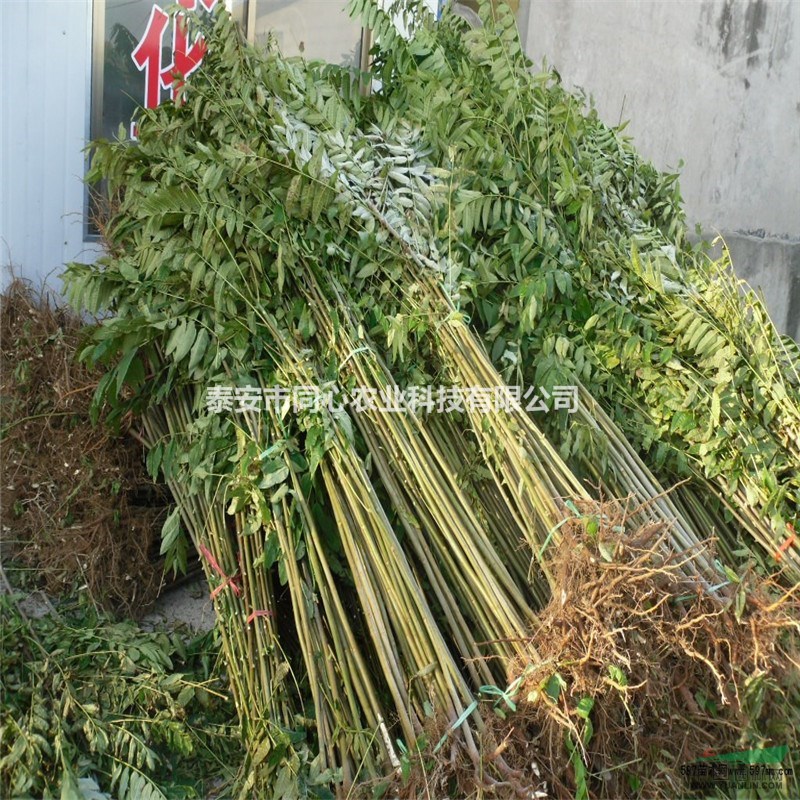 山東香椿苗，泰安香椿苗，泰安供應(yīng)香椿苗