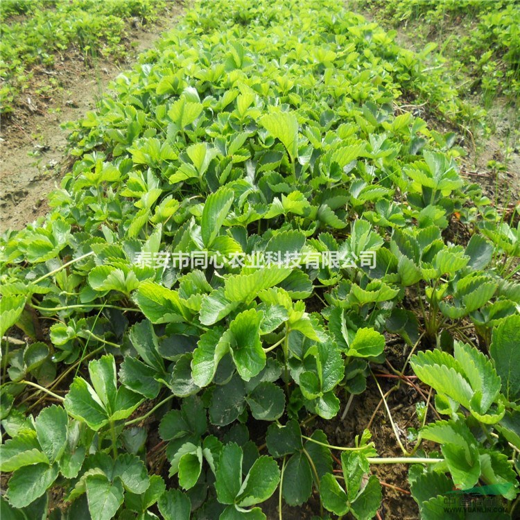 出售草莓苗、草莓苗價(jià)格、山東草莓苗批發(fā)