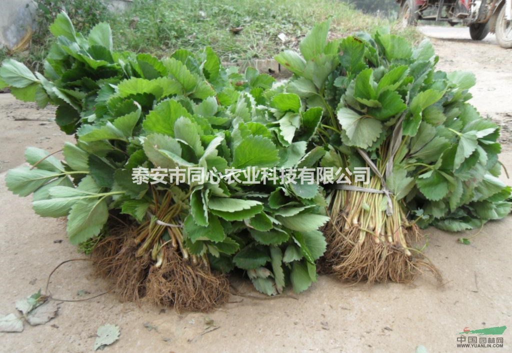 出售草莓苗、草莓苗價(jià)格、山東草莓苗批發(fā)