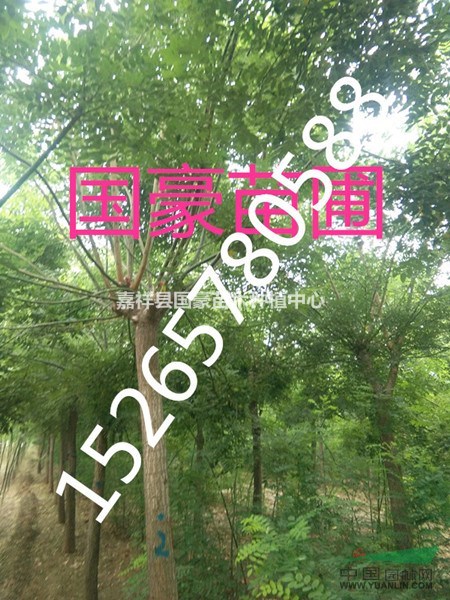 大規(guī)格國槐哪里有
