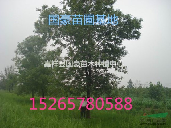大規(guī)格國槐哪里有