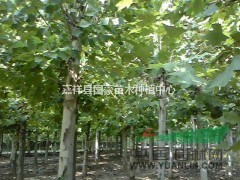 什么地方有大國槐/大國槐苗圃