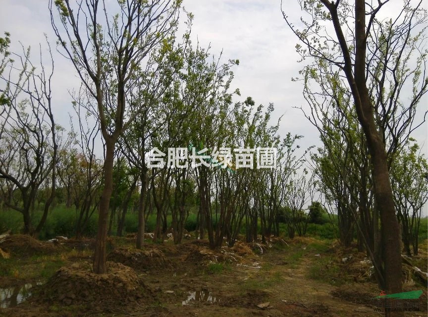 安徽肥西出售樸樹(shù)，三角楓，榔榆，大葉女貞，香樟，桂花，烏桕