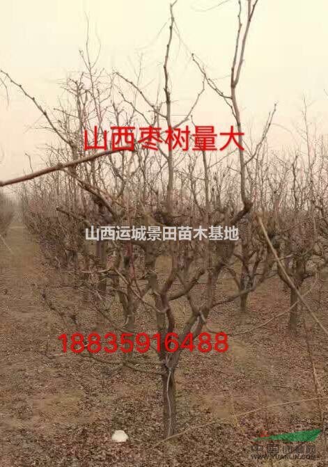 山西地區(qū)什么地方有賣棗樹的？新品種冬棗樹多少錢一棵？