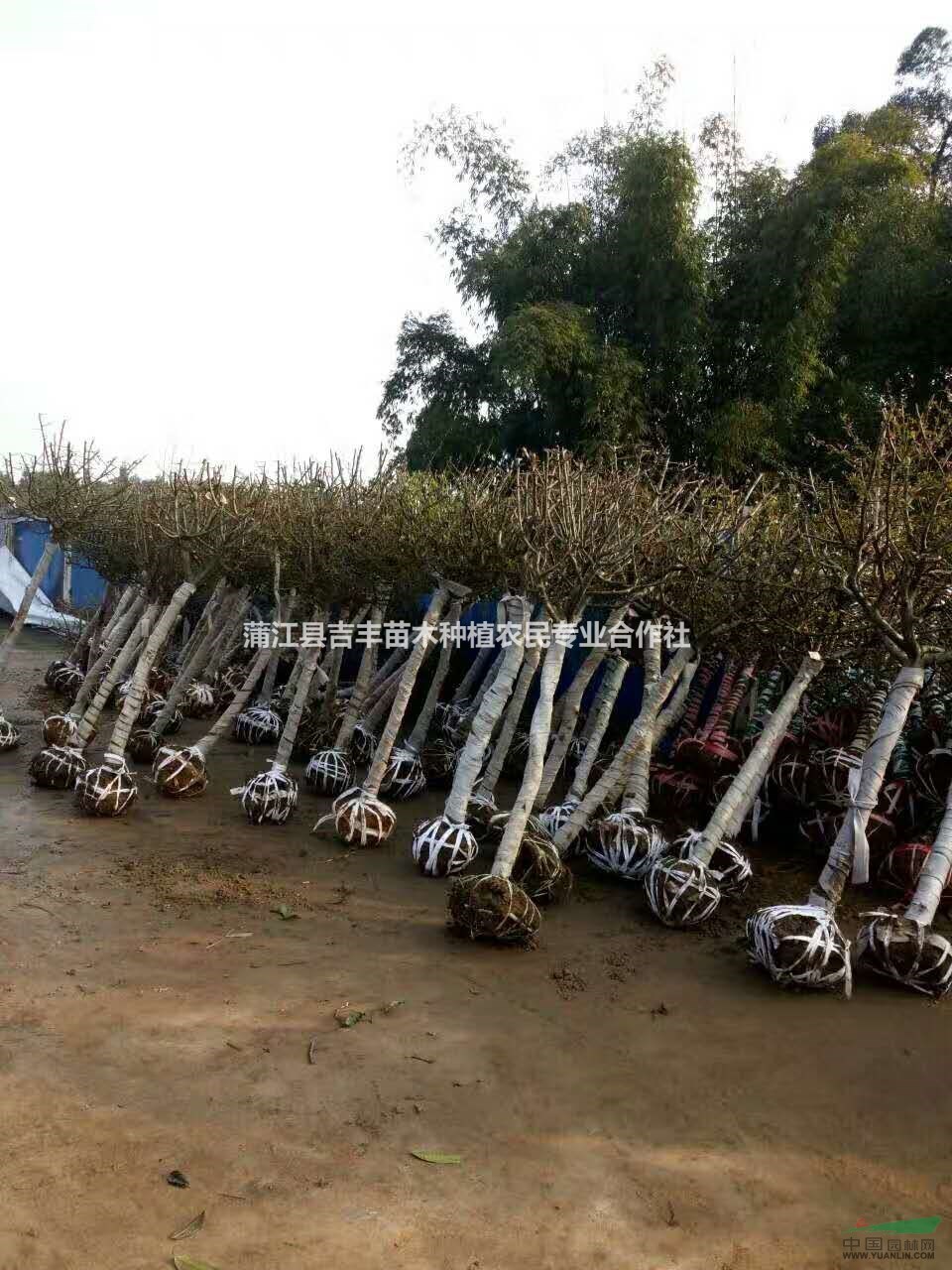 骨架海棠綠化樹