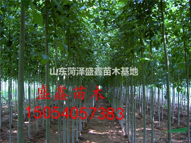 山東國槐基地 15公分國槐價格