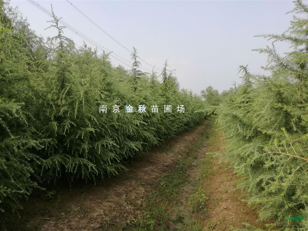 南京雪松3米 4米 5米高價格多少