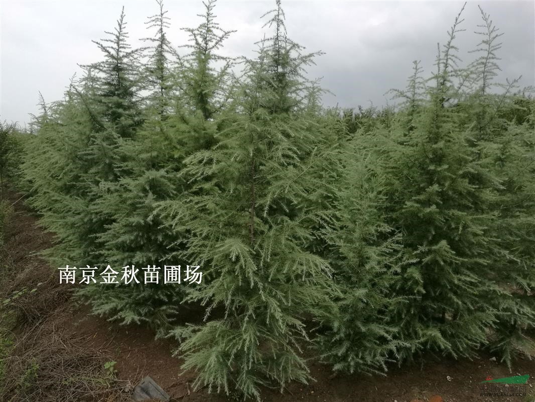 南京雪松3米 4米 5米高價格多少