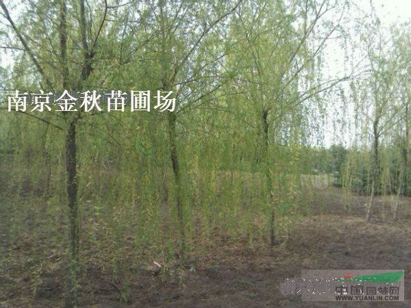 供應(yīng)垂柳 南京垂柳批發(fā)價格