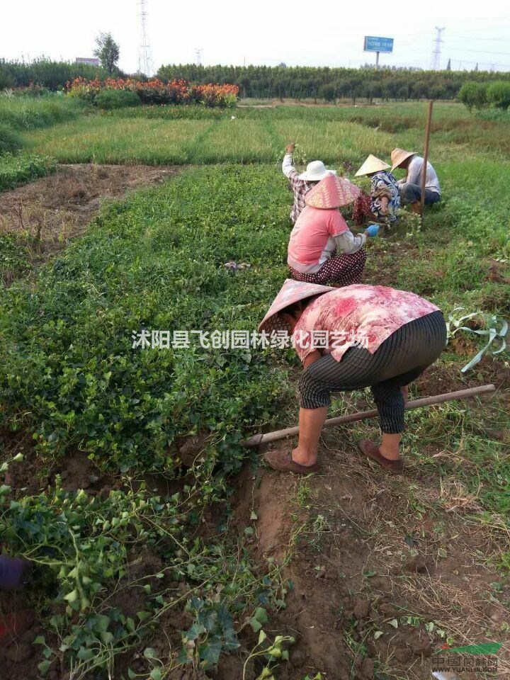 大量優(yōu)質(zhì)常春藤 與各類藤本植物 量大價(jià)優(yōu)