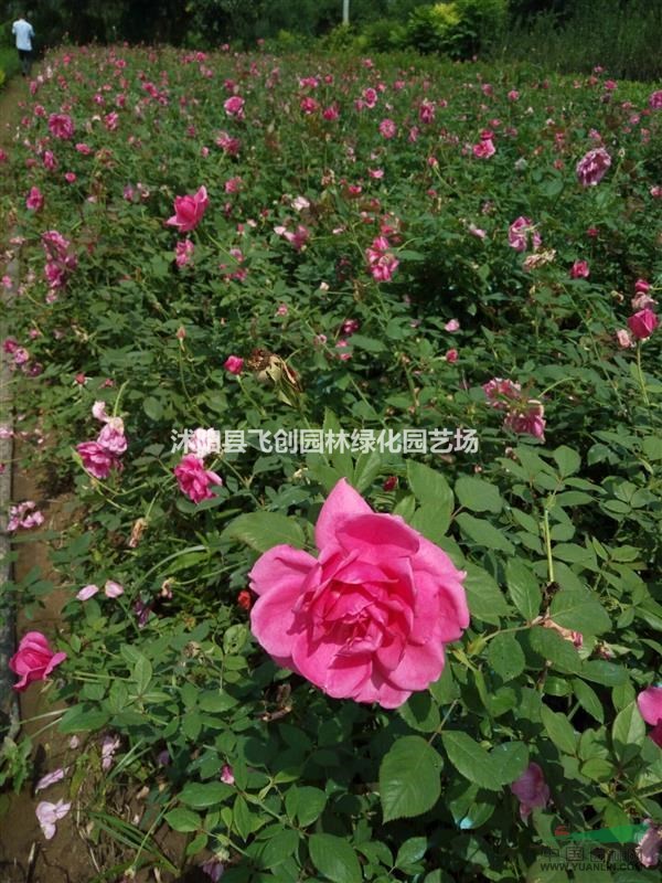 大量?jī)?yōu)質(zhì)豐花月季（安吉拉）基地直銷 量大價(jià)優(yōu)