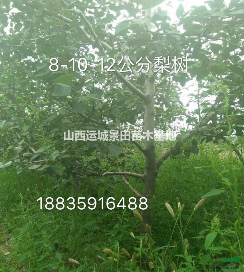 梨樹15公分圖片·梨樹15公分價(jià)格·哪里有占地用的梨樹？