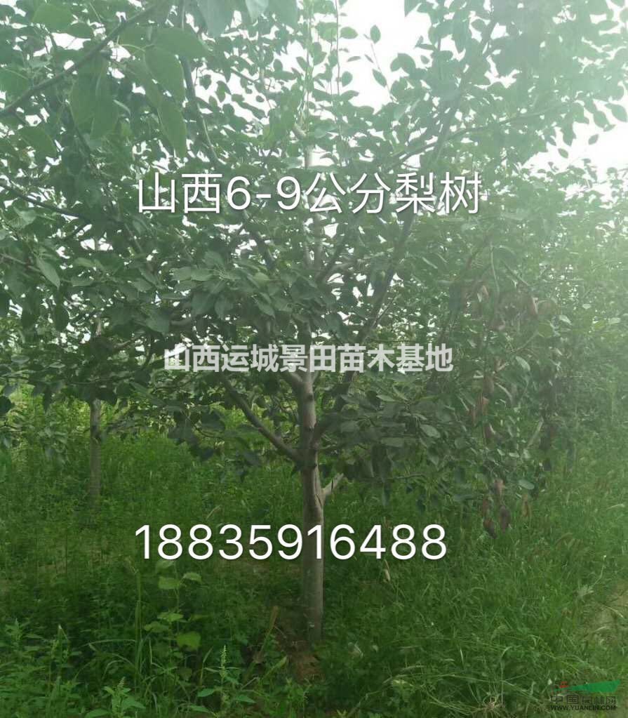 山西15公分梨樹價格·山西20公分梨樹報價·山西梨樹圖片產(chǎn)地