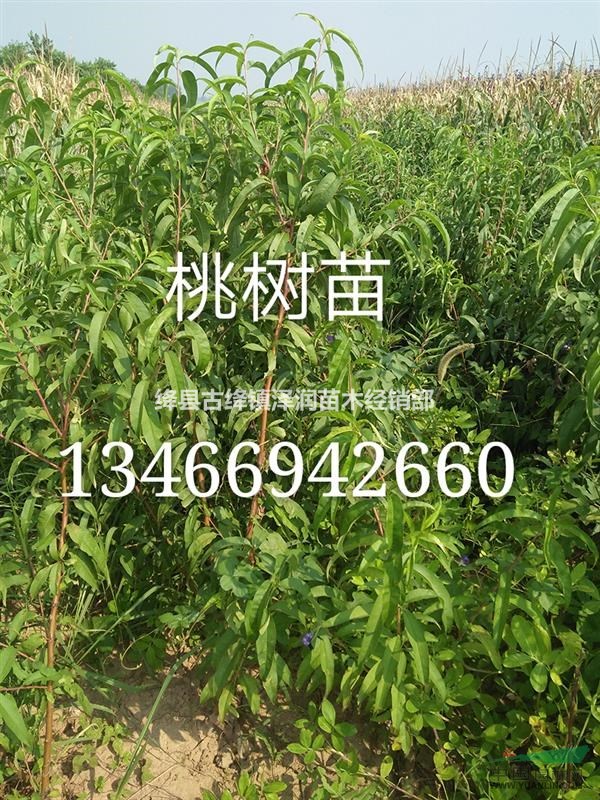 山西紅肉蘋果苗價(jià)格=紅肉蘋果苗產(chǎn)地報(bào)價(jià)