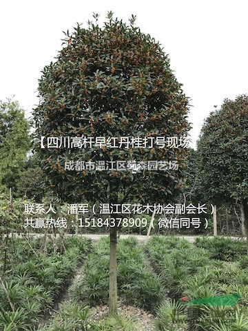 四川高桿早紅丹桂、四川高桿柳葉丹桂、高桿朱砂桂