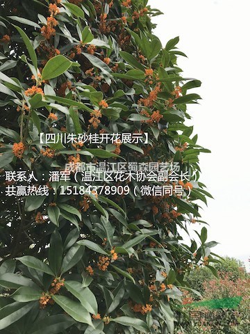四川高桿早紅丹桂、四川高桿柳葉丹桂、高桿朱砂桂