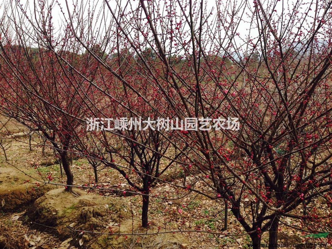 5--7公分紅梅欲處理