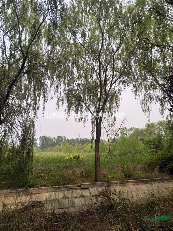 24公分-26公分垂柳價格是多少種植基地在哪里