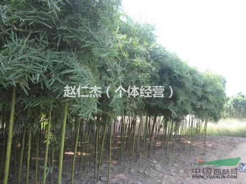 北京园林绿化公司常年销售绿化果树竹子黄杨冬青草坪
