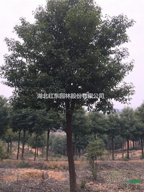羅女士供應全冠移栽香樟