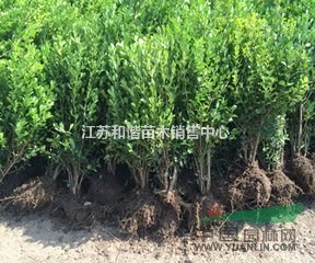 20公分,25公分,30公分,50公分冠幅瓜子黃楊球價格
