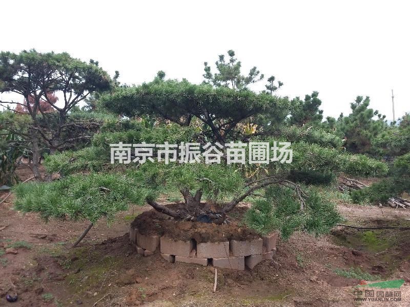 南京地區(qū)供應(yīng)各類(lèi)造型黑松