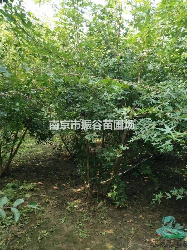 南京地區(qū)供應(yīng)叢生三角楓