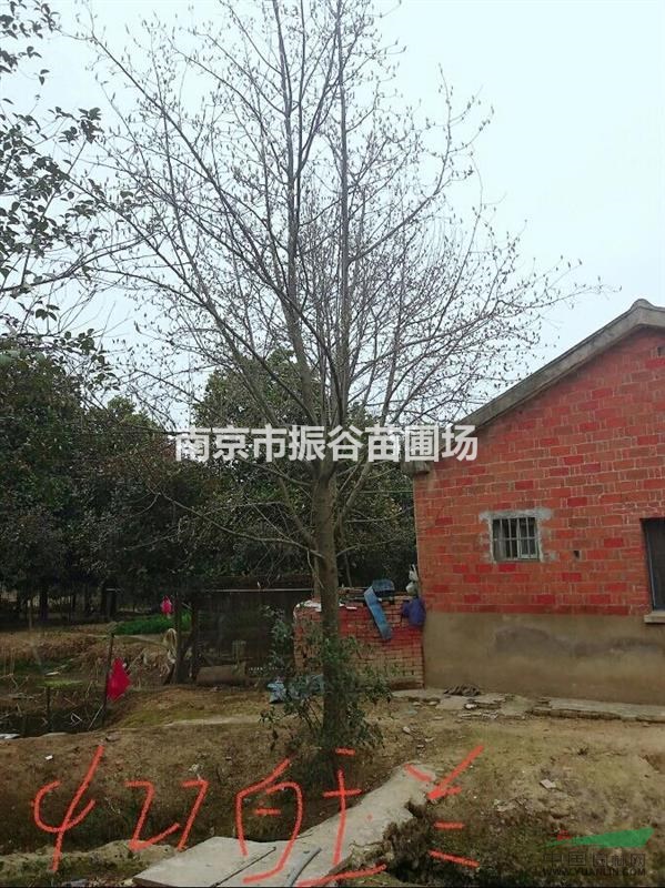 南京地區(qū)供應20公分白玉蘭