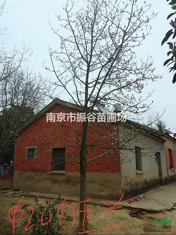 南京地區(qū)供應20公分白玉蘭