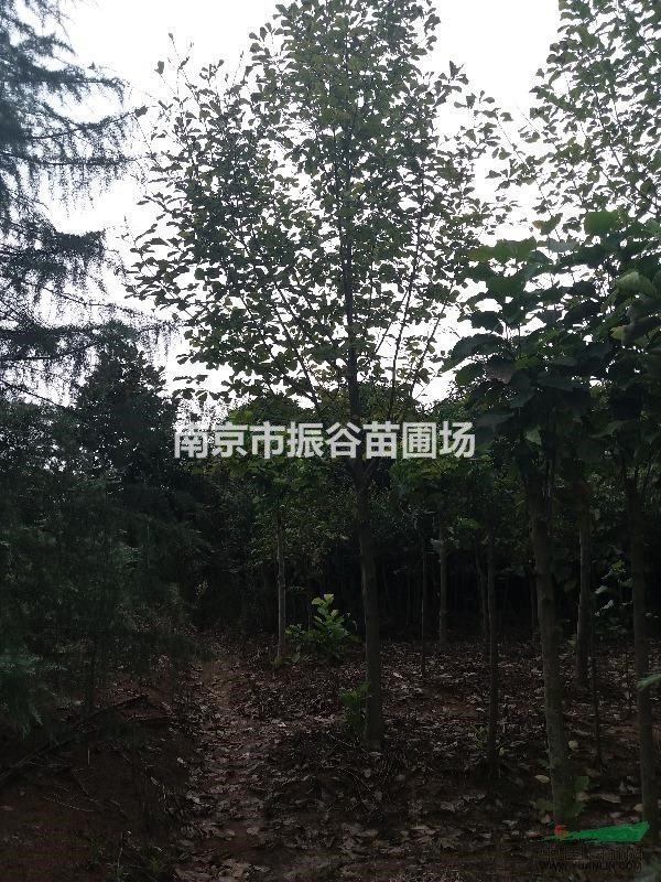 南京地區(qū)供應(yīng)10-15公分白玉蘭