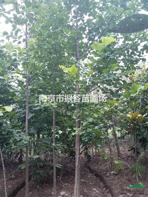 南京地區(qū)供應(yīng)10-15公分白玉蘭