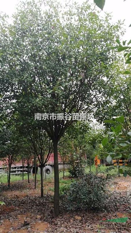 南京地區(qū)供應(yīng)10-15公分高桿紅葉石楠